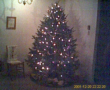 tree~01