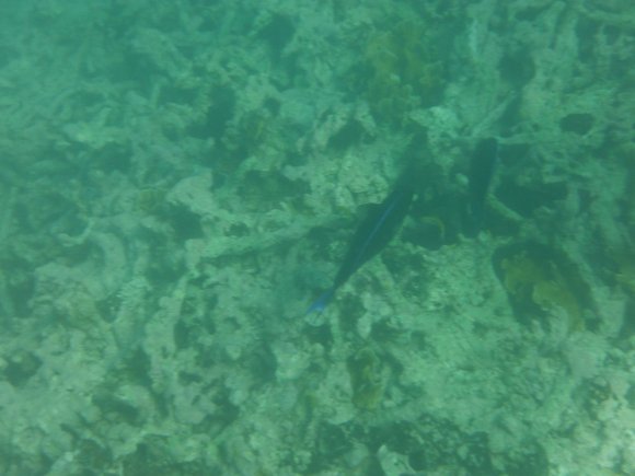 DSCF1198