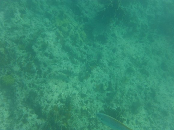 DSCF1233