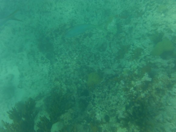 DSCF1260