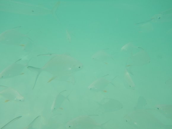 DSCN0903