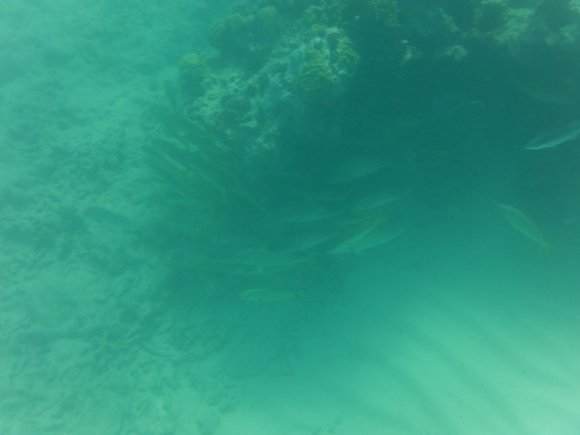 DSCF1237